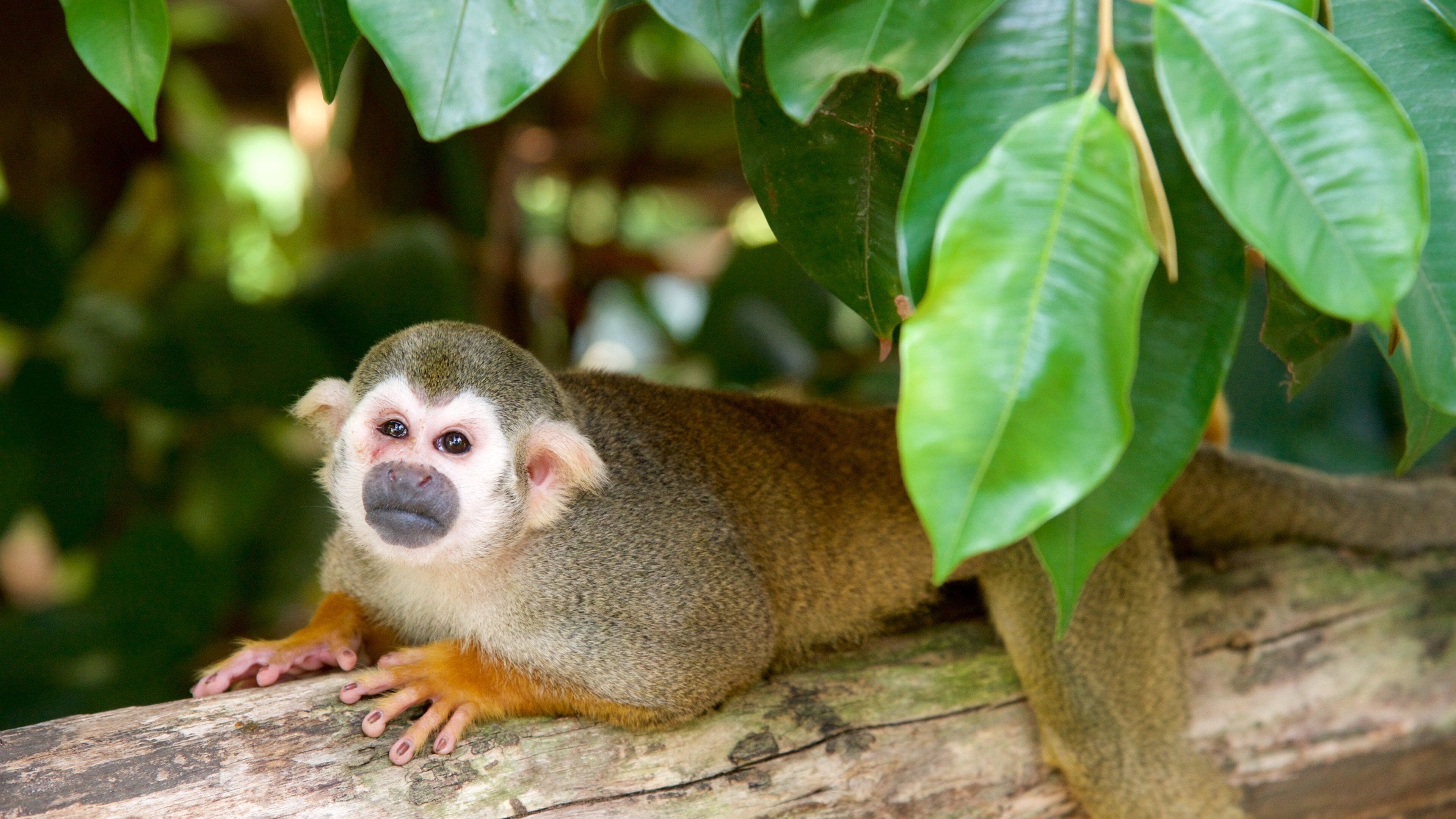 Leipzig Zoo featuring animals