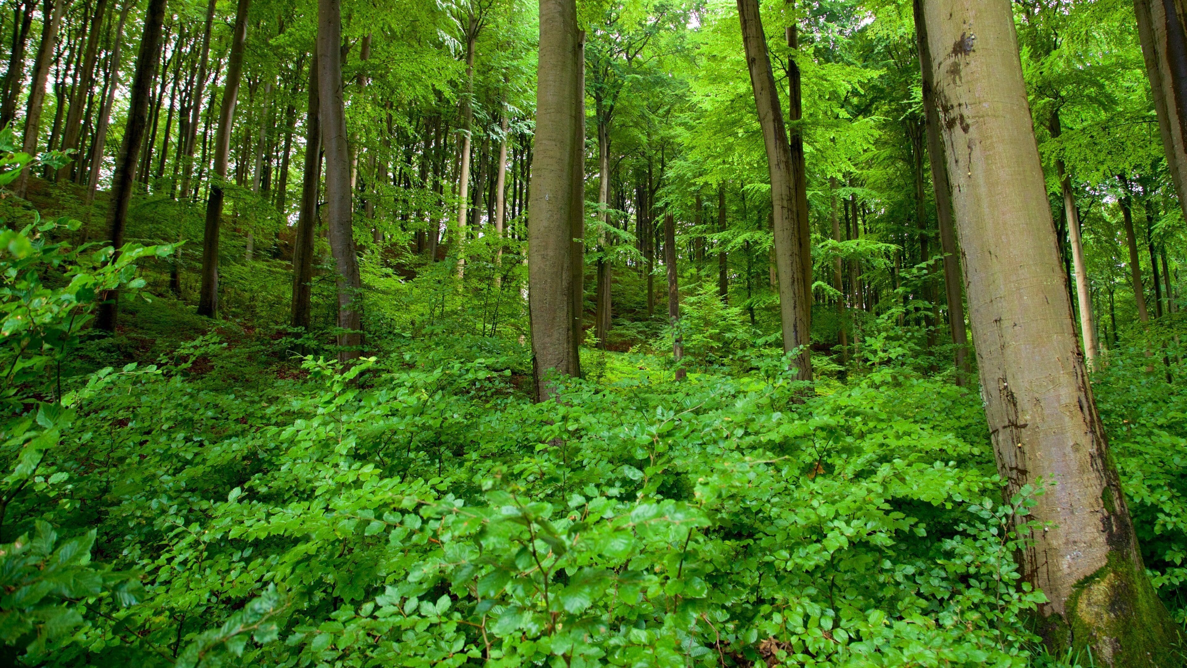 Jasmund National Park showing forests