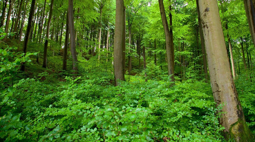 Jasmund National Park showing forests