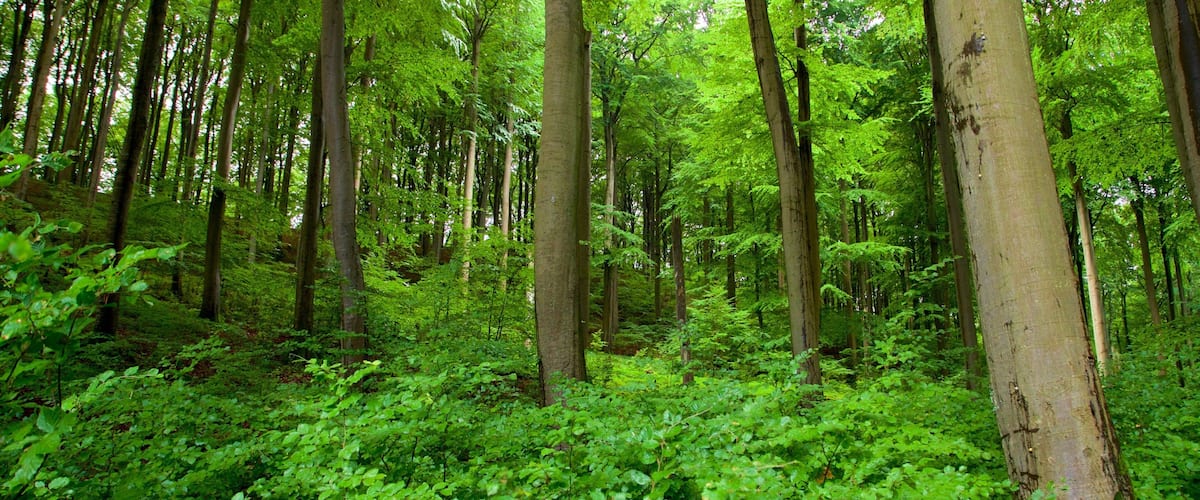 Jasmund National Park showing forests