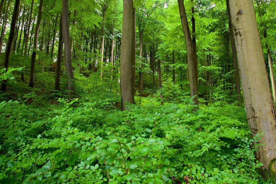 A dense forest with tall trees and lush green foliage.
