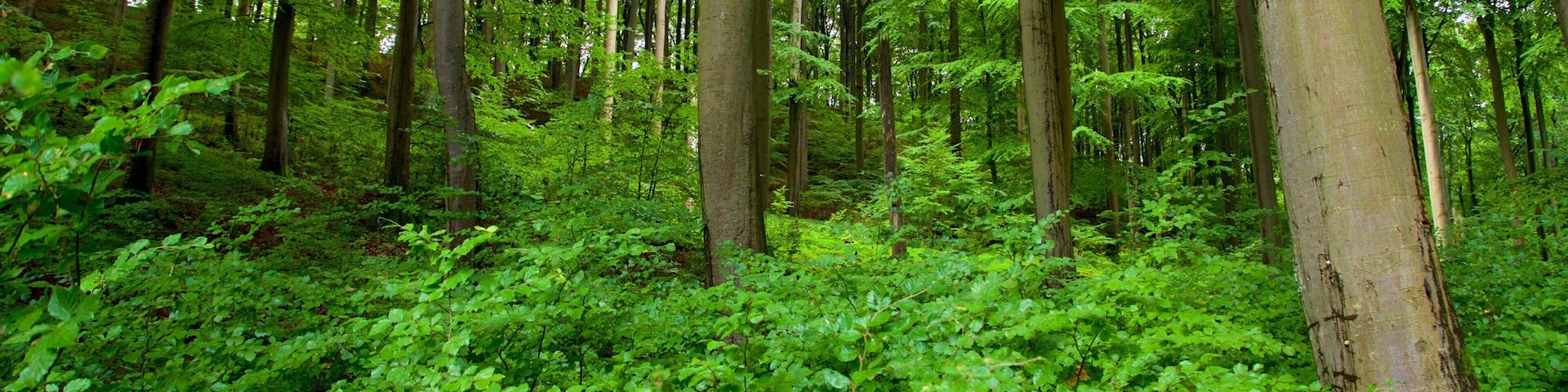 Jasmund National Park showing forests