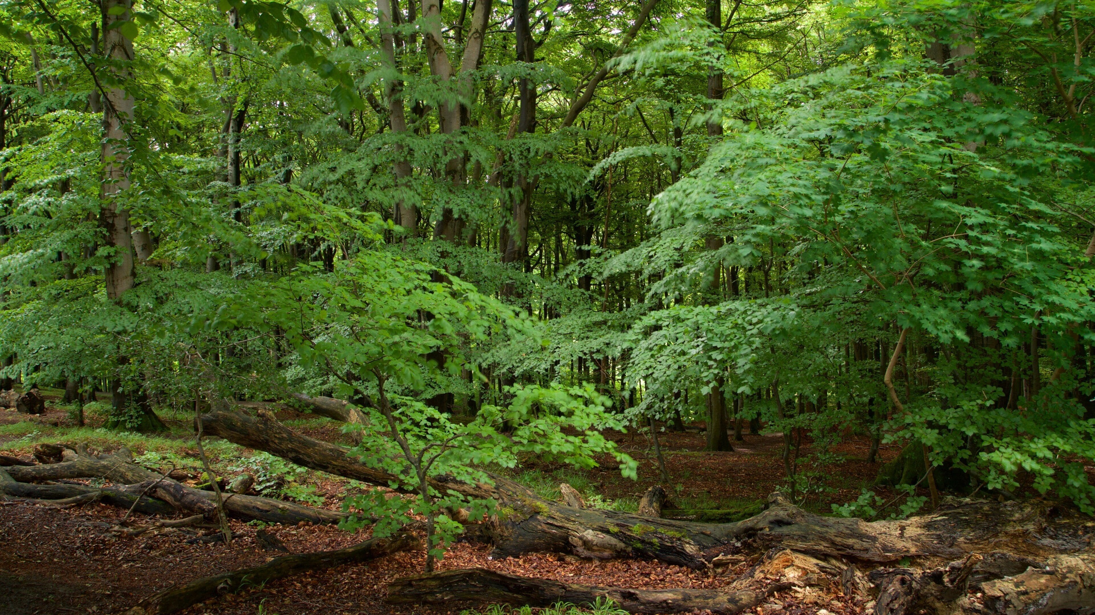 Jasmund National Park showing forests