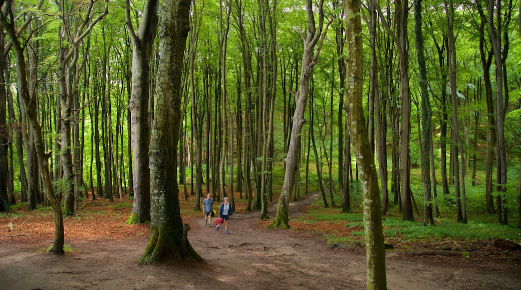 Parque Nacional Jasmund mostrando escalada ou caminhada, florestas e um parque