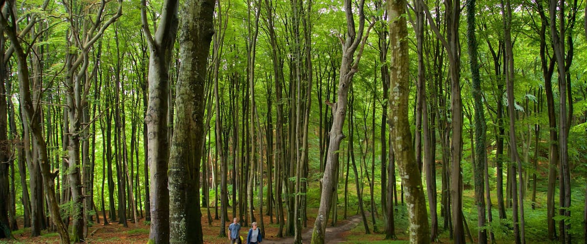 A dense forest with a dirt path.