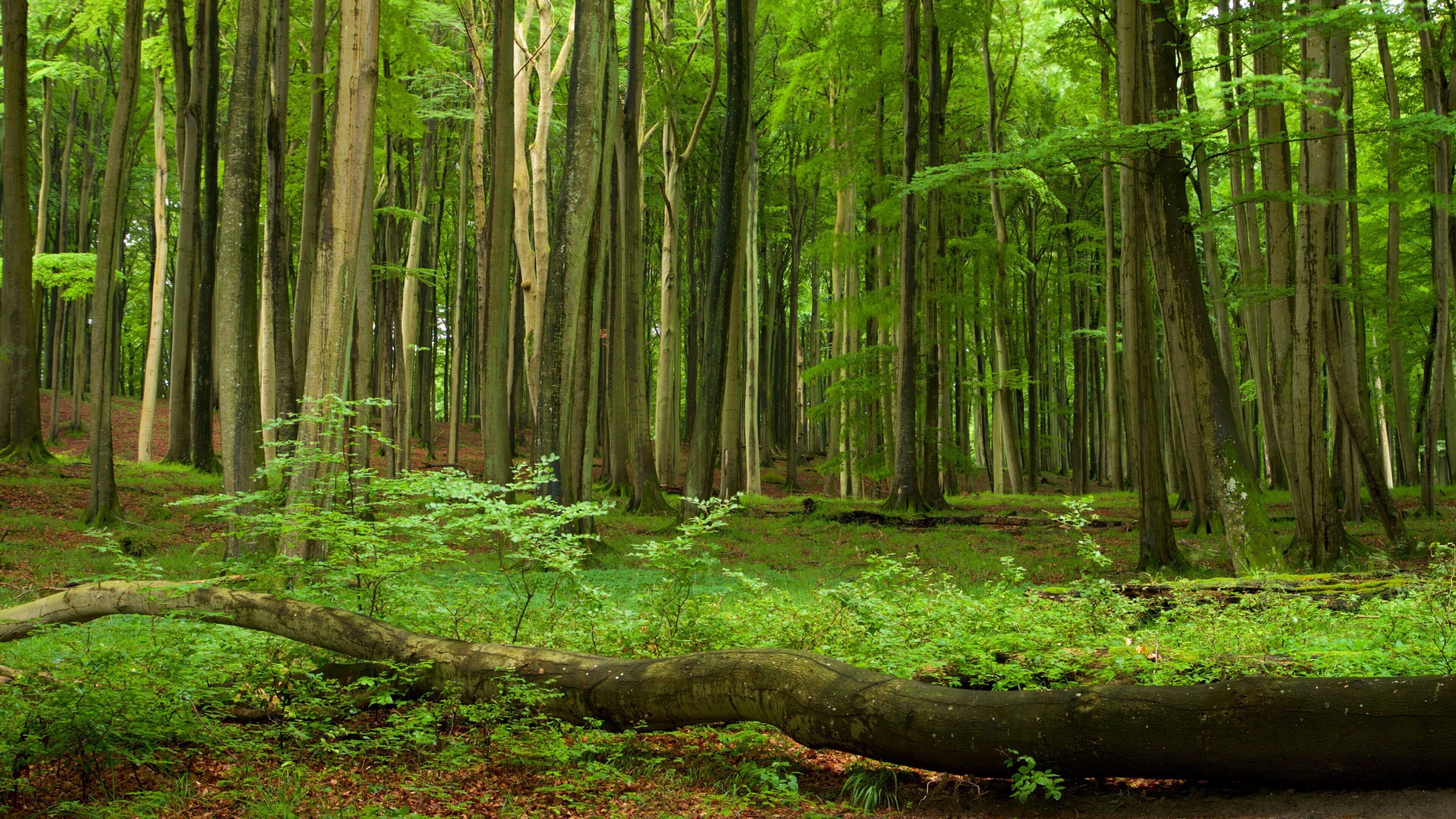 Nationalpark Jasmund welches beinhaltet Wälder