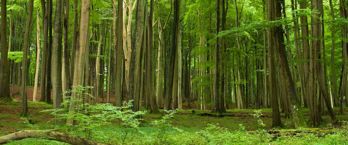 Nationaal Park Jasmund bevat bossen