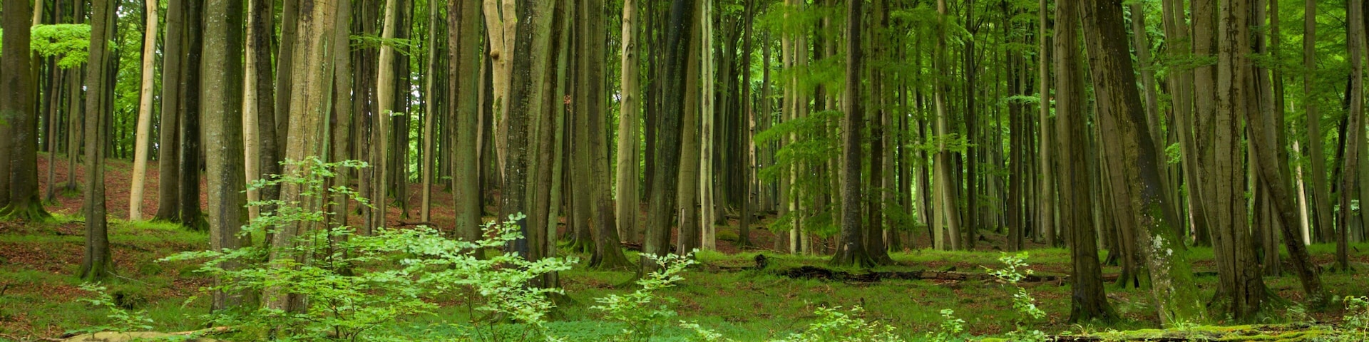 Jasmund National Park which includes forest scenes