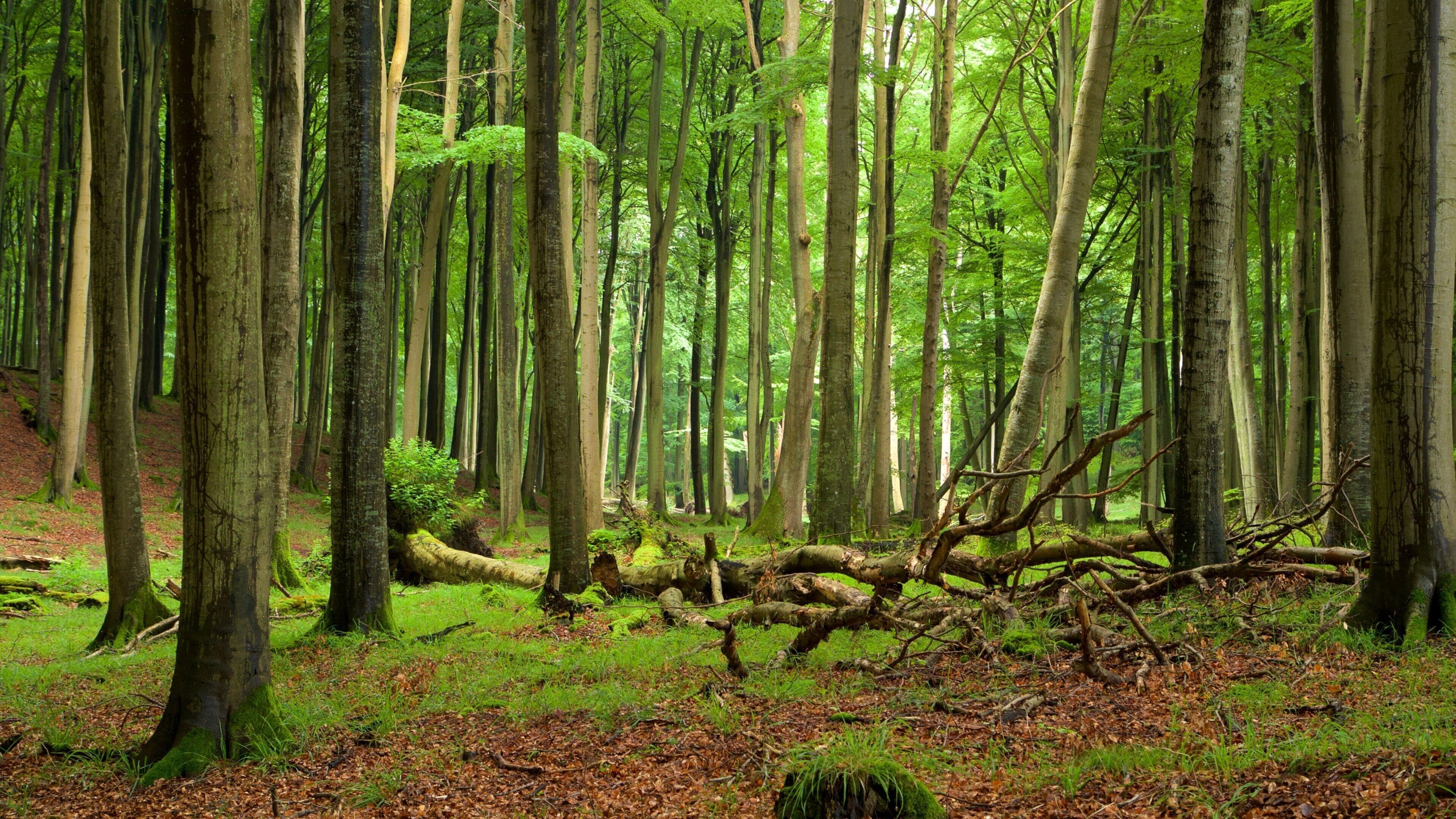 Jasmund nasjonalpark som inkluderer skog