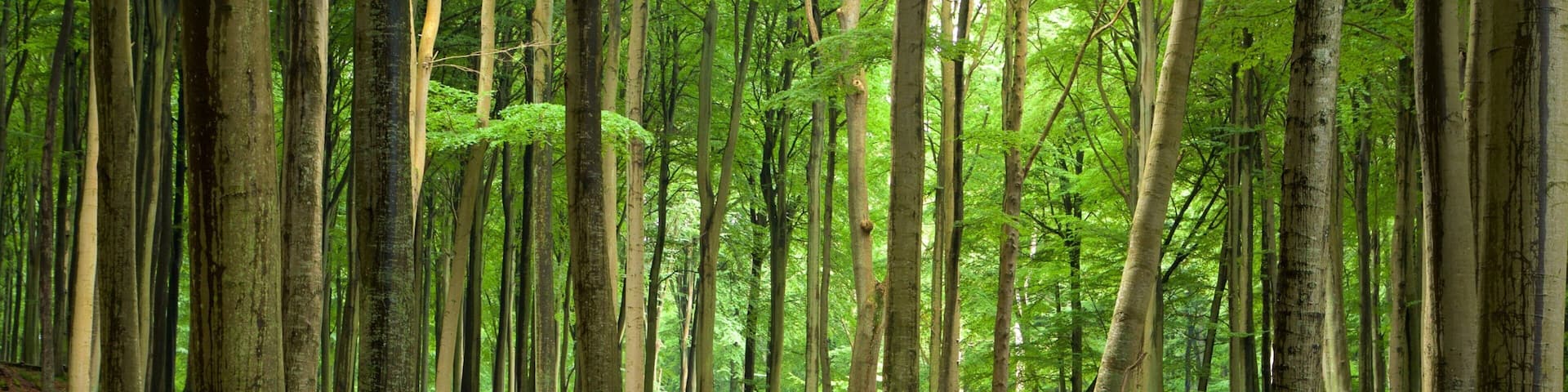 Jasmund National Park which includes forests