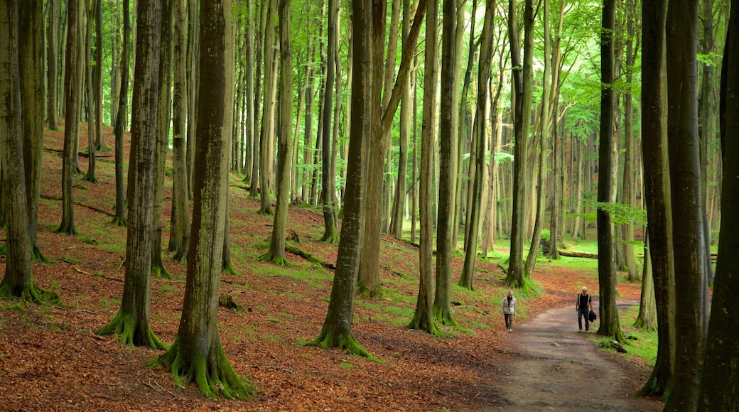 Jasmund nationalpark som visar skogslandskap, en park och vandring