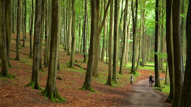 Parc national de Jasmund qui includes jardin, randonnée ou marche à pied et scÚnes forestiÚres