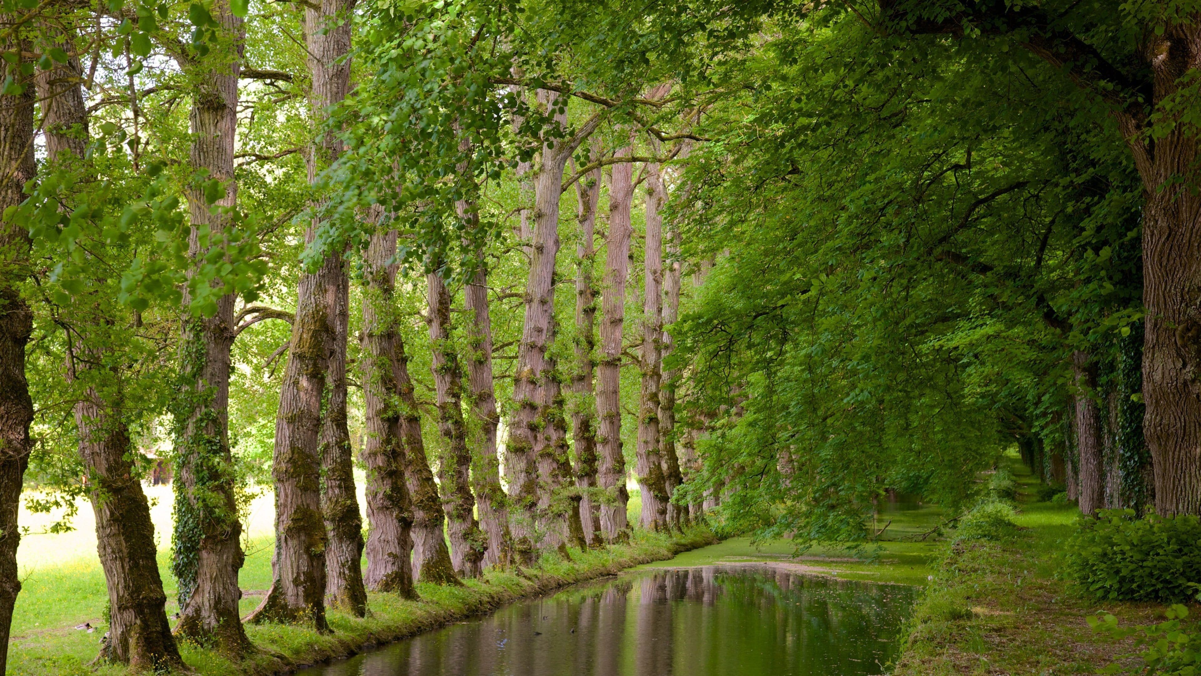 Chateau de Chenonceau mostrando cenas de floresta e um rio ou córrego