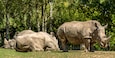 Couple de rhinocéros dans un parc zoologique à Saint-Aignan, Loir-et-Cher, France