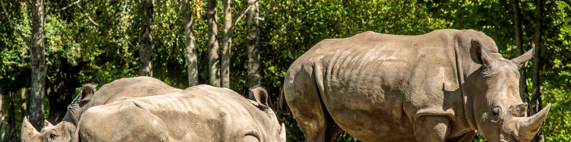 Couple de rhinocéros dans un parc zoologique à Saint-Aignan, Loir-et-Cher, France