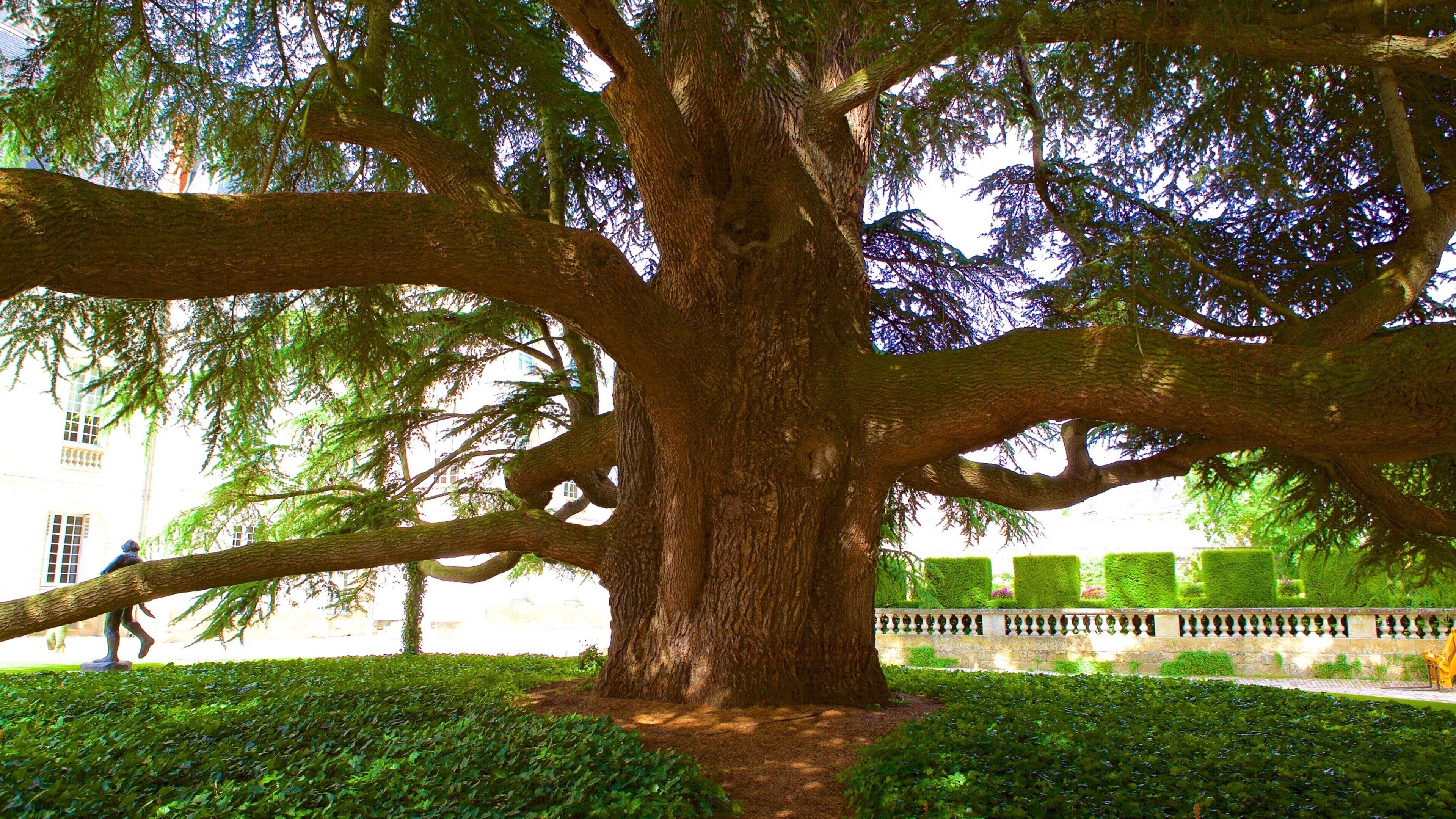 Musee des Beaux-Arts which includes a garden