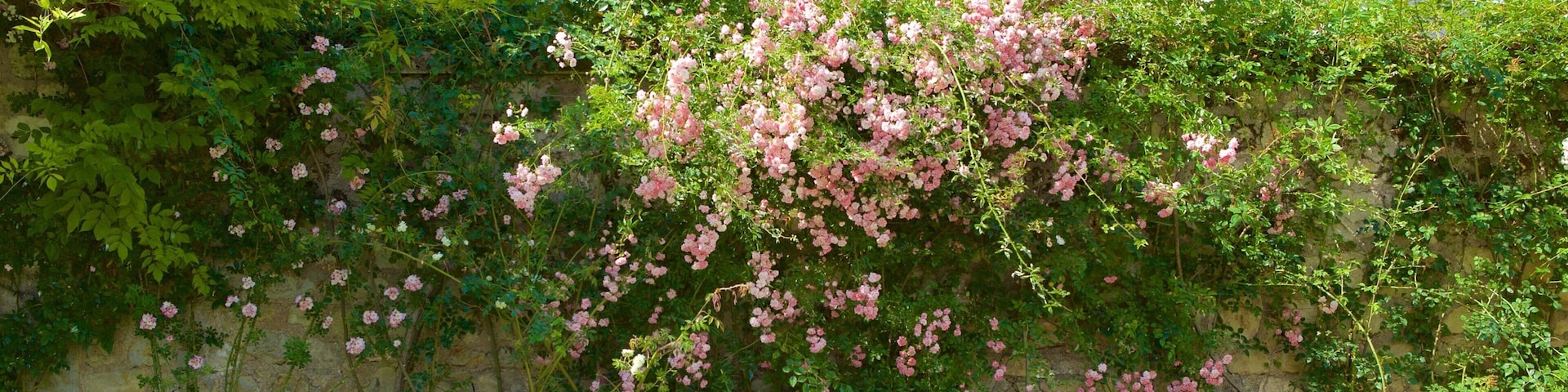 Prieure de St-Cosme which includes flowers and a park