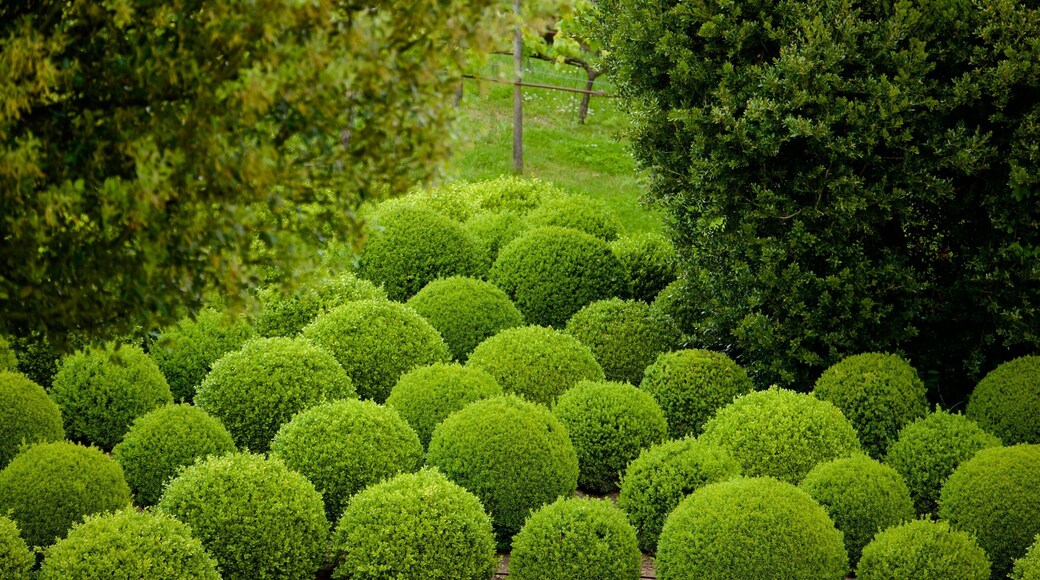 Château-Gaillard featuring a park