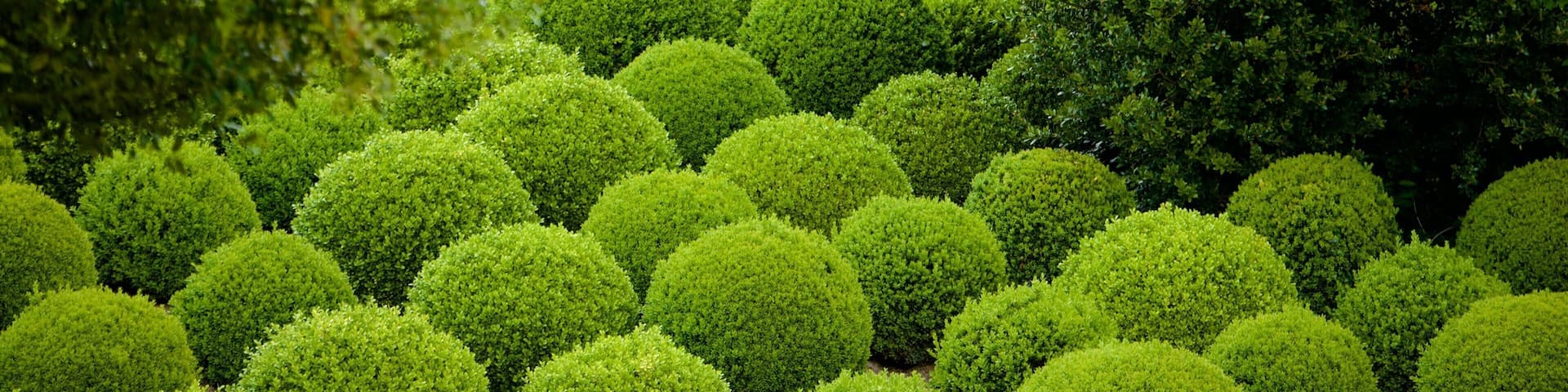 Château-Gaillard featuring a park