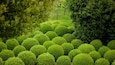 Un jardín con arbustos esféricos bien recortados y diversas especies de árboles.