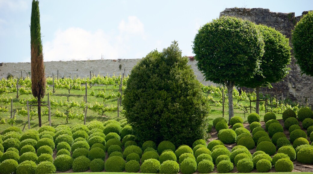 Chateau d\'Amboise som viser en have