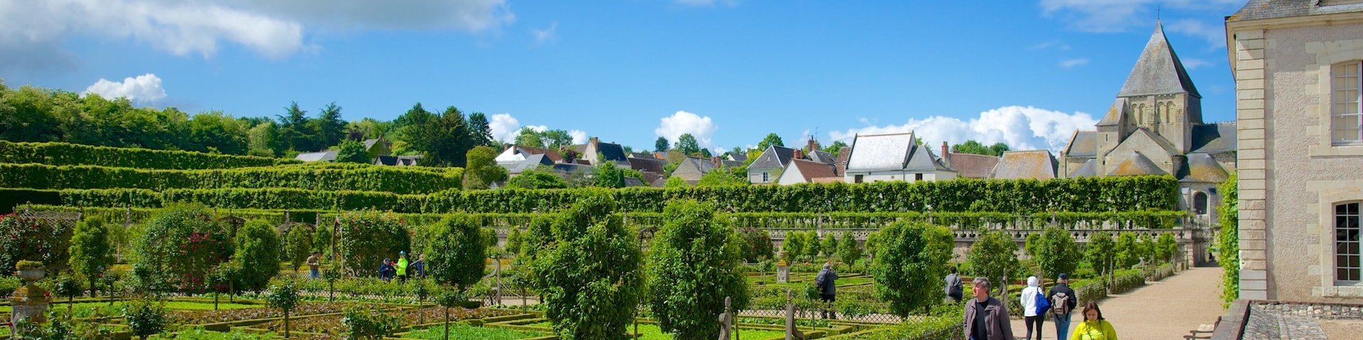 A vineyard with neatly trimmed rows of grapevines, a stone pathway, and a historic building with a tower in the background.