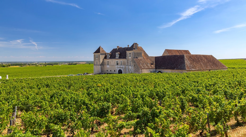 Typical vineyards near Clos de Vougeot, Cote de Nuits, Burgundy, France