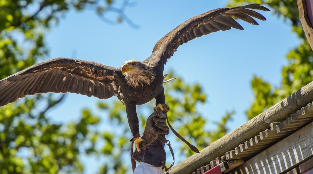 view of a bald eagle during a falconry show