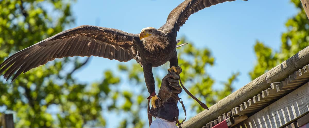 A bird of prey, likely an eagle, with outstretched wings perched on a wooden structure.