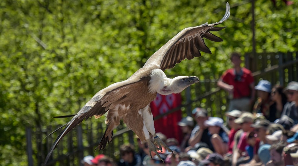 view of a vulture during a bird show