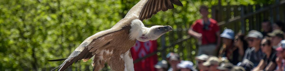 view of a vulture during a bird show