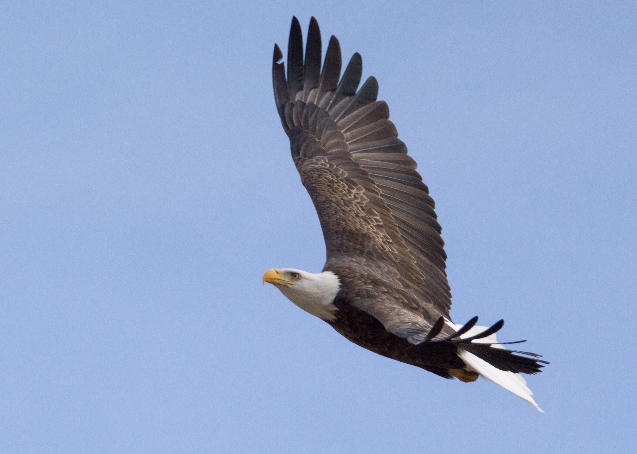 Bald Eagle soaring above the bluffs and Mississippi River in Alton IL. 
