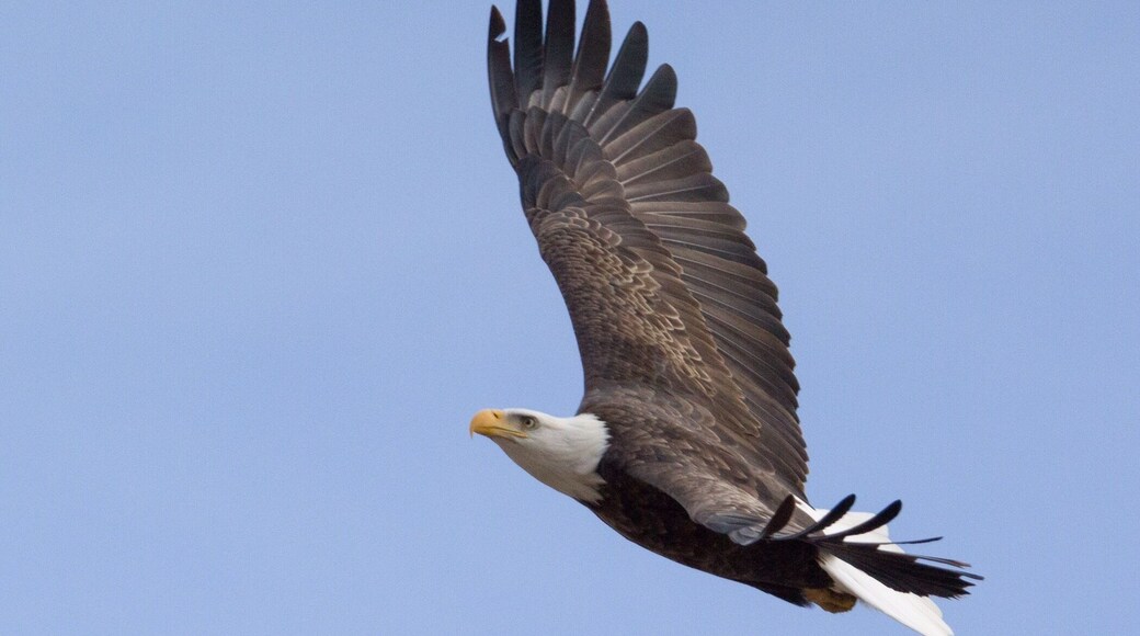 Bald Eagle soaring above the bluffs and Mississippi River in Alton IL.
