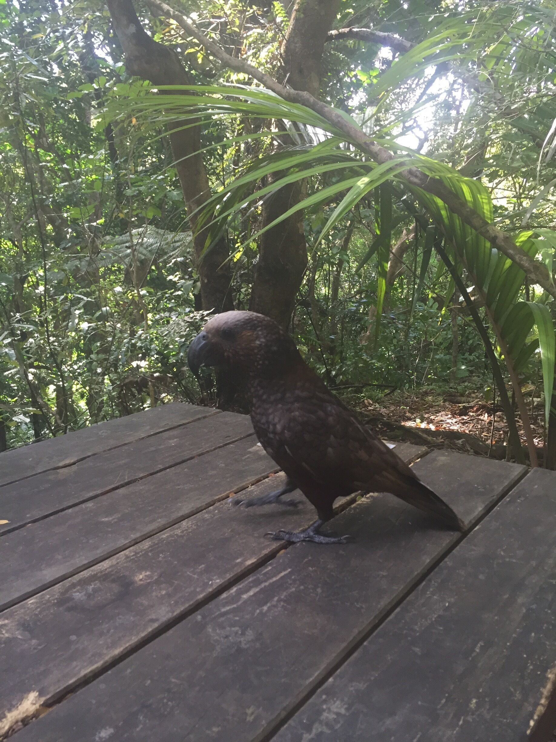 Kapiti Island a nature reserve, approximately 1 hour drive away from Wellington. You can get a ferry there for $75, which includes the DOC access pass. If you are making your own way there (eg kayak) you must apply for a DOC pass. It's our favourite reserve in New Zealand so far 