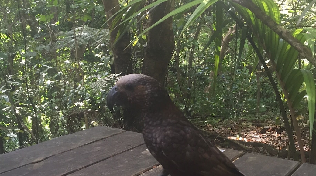 Kapiti Island a nature reserve, approximately 1 hour drive away from Wellington. You can get a ferry there for $75, which includes the DOC access pass. If you are making your own way there (eg kayak) you must apply for a DOC pass. It's our favourite reserve in New Zealand so far
