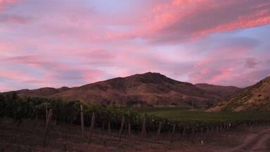 A vineyard with rows of grapevines and a mountainous landscape under a pink and purple sky.