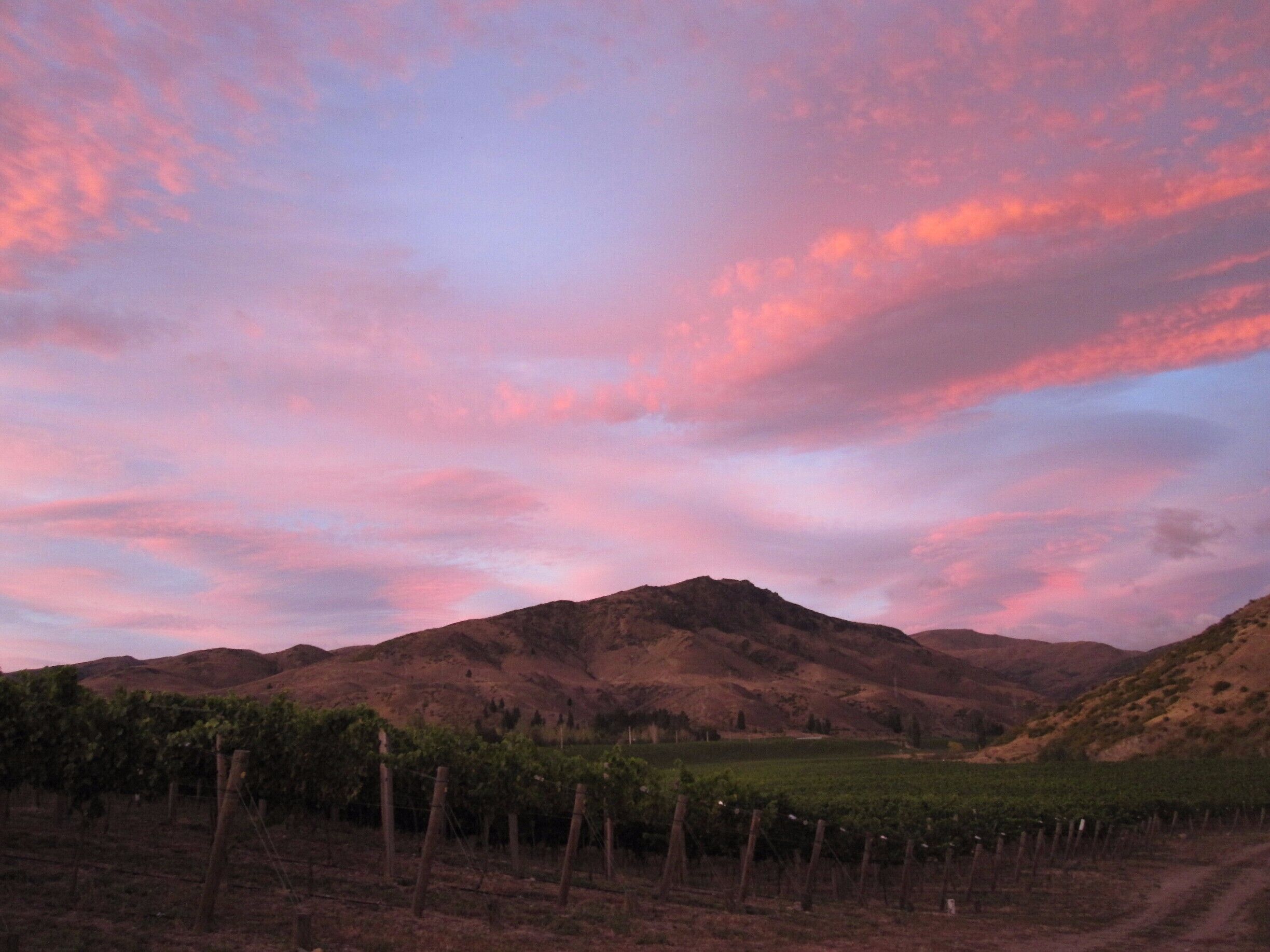 A vineyard with rows of grapevines and a mountainous landscape under a pink and purple sky.