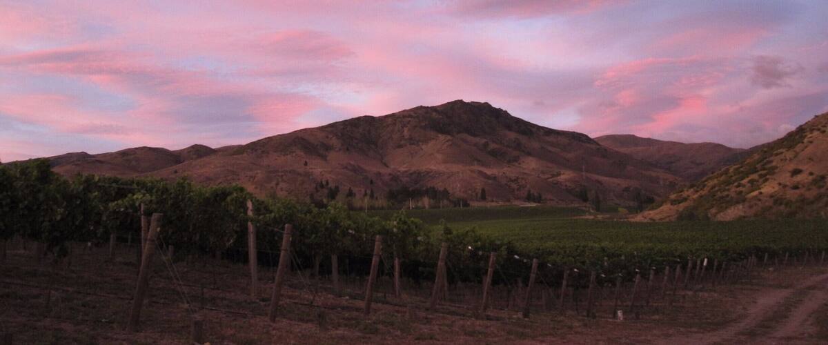 A vineyard with rows of grapevines and a mountainous landscape under a pink and purple sky.