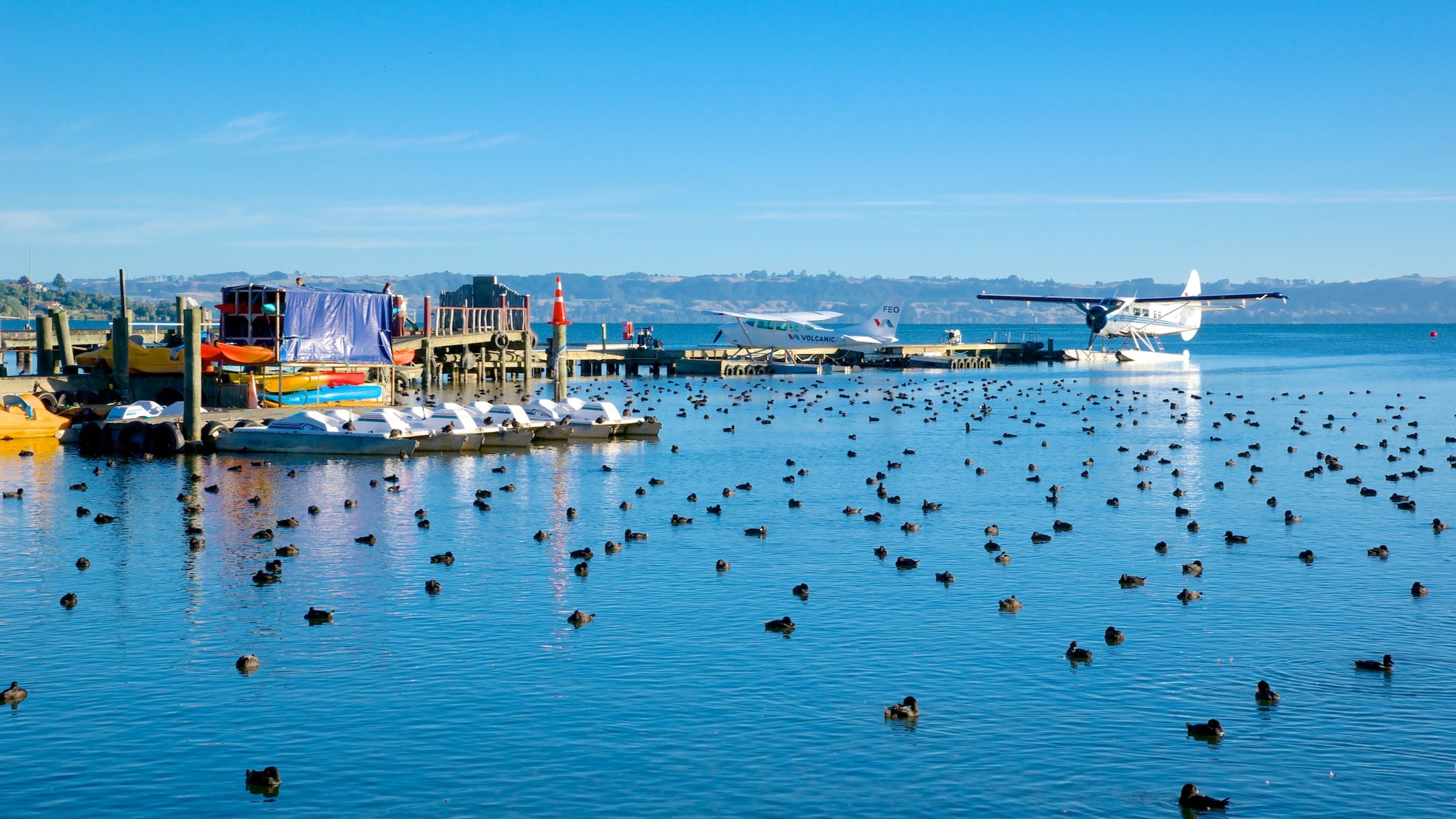 Lake Rotorua showing a lake or waterhole and bird life