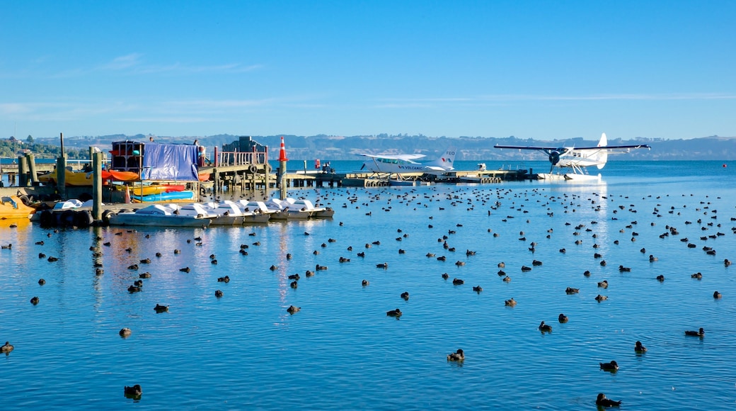 Lake Rotorua showing a lake or waterhole and bird life