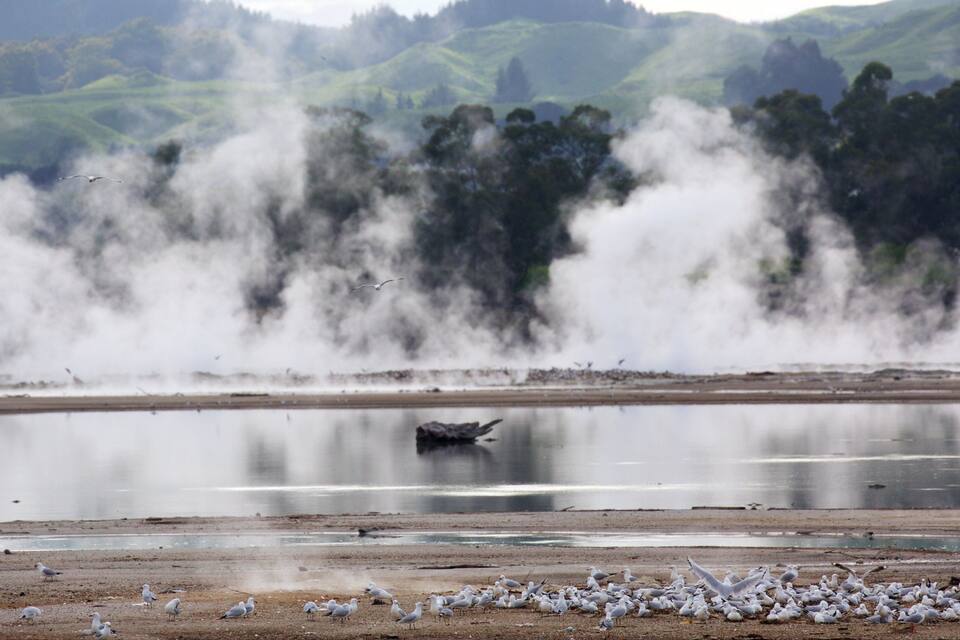 A lake with steam rising from the water, surrounded by a flock of seagulls on the shore and hills in the background.