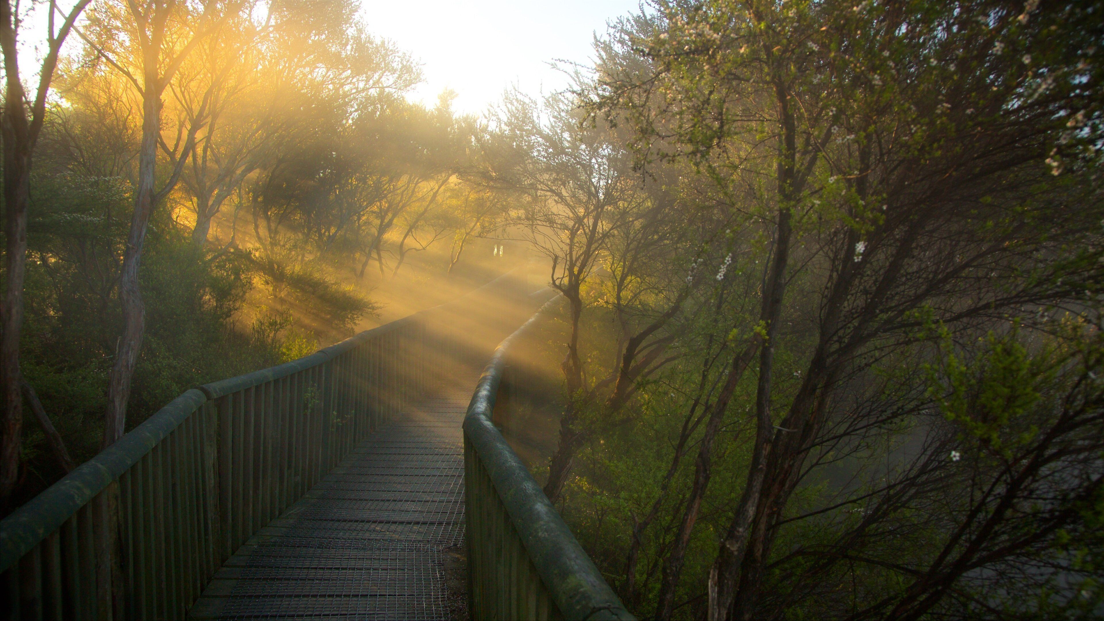 Kuirau Park which includes mist or fog, a hot spring and a park