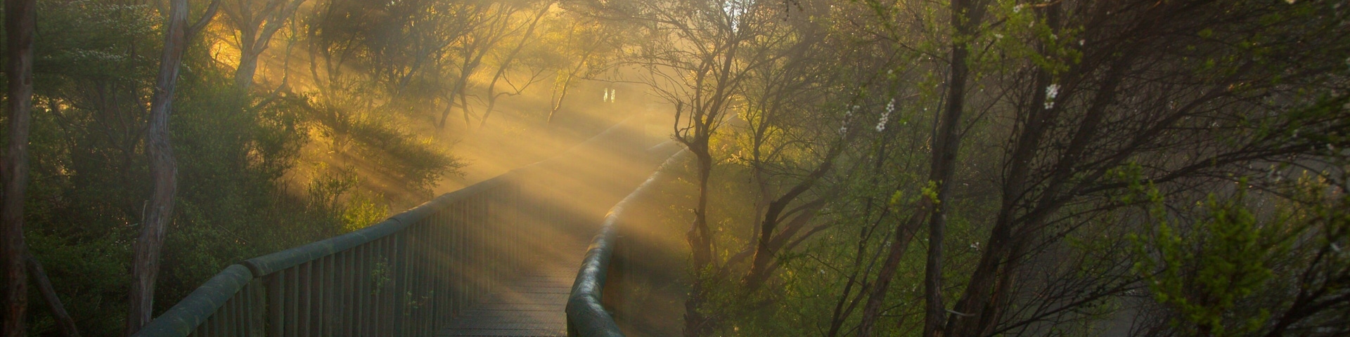 Kuirau Park que incluye una fuente termal, neblina o niebla y un parque