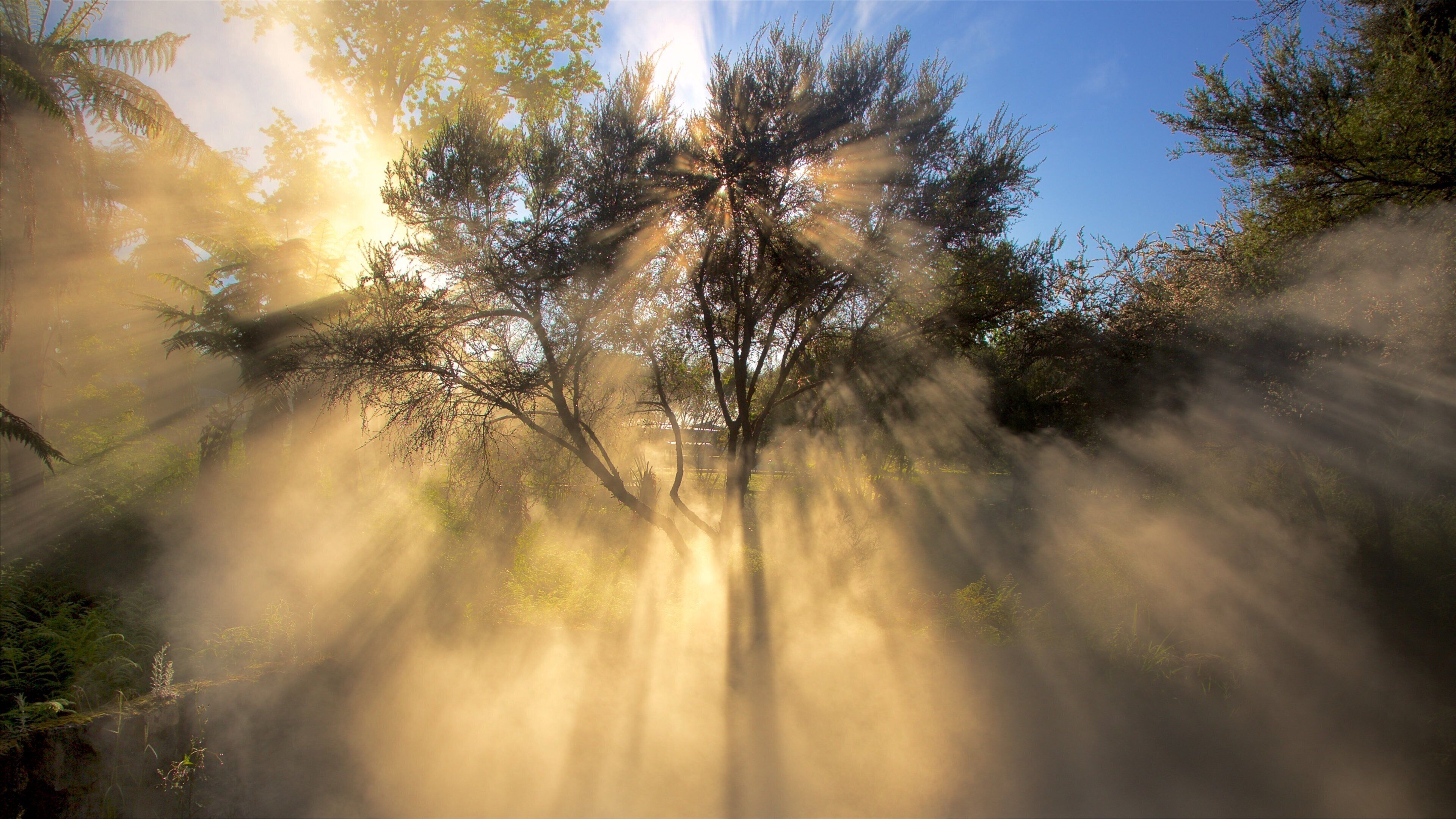 Kuirau Park which includes mist or fog and a garden