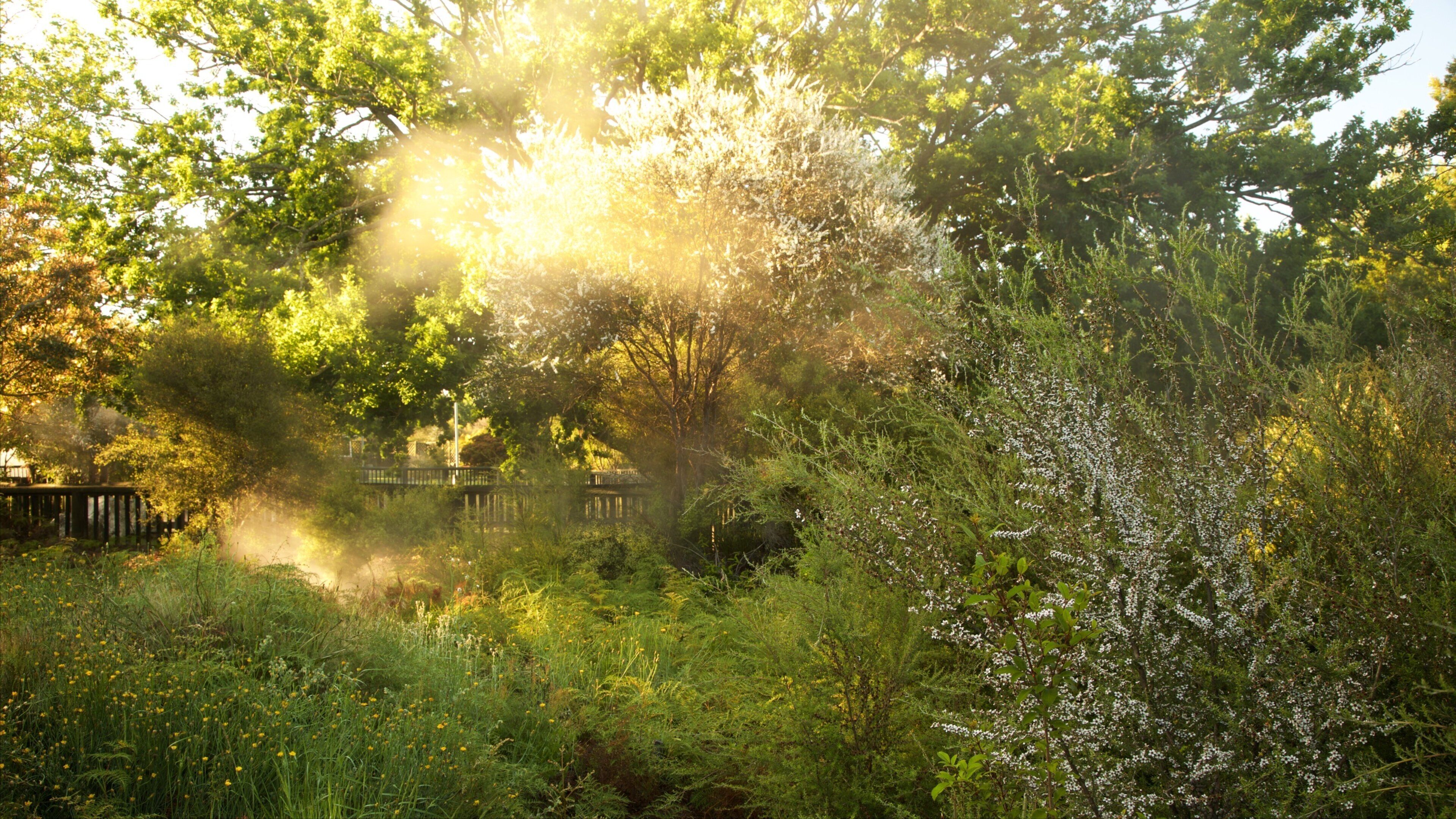 Kuirau Park which includes mist or fog, a garden and a hot spring