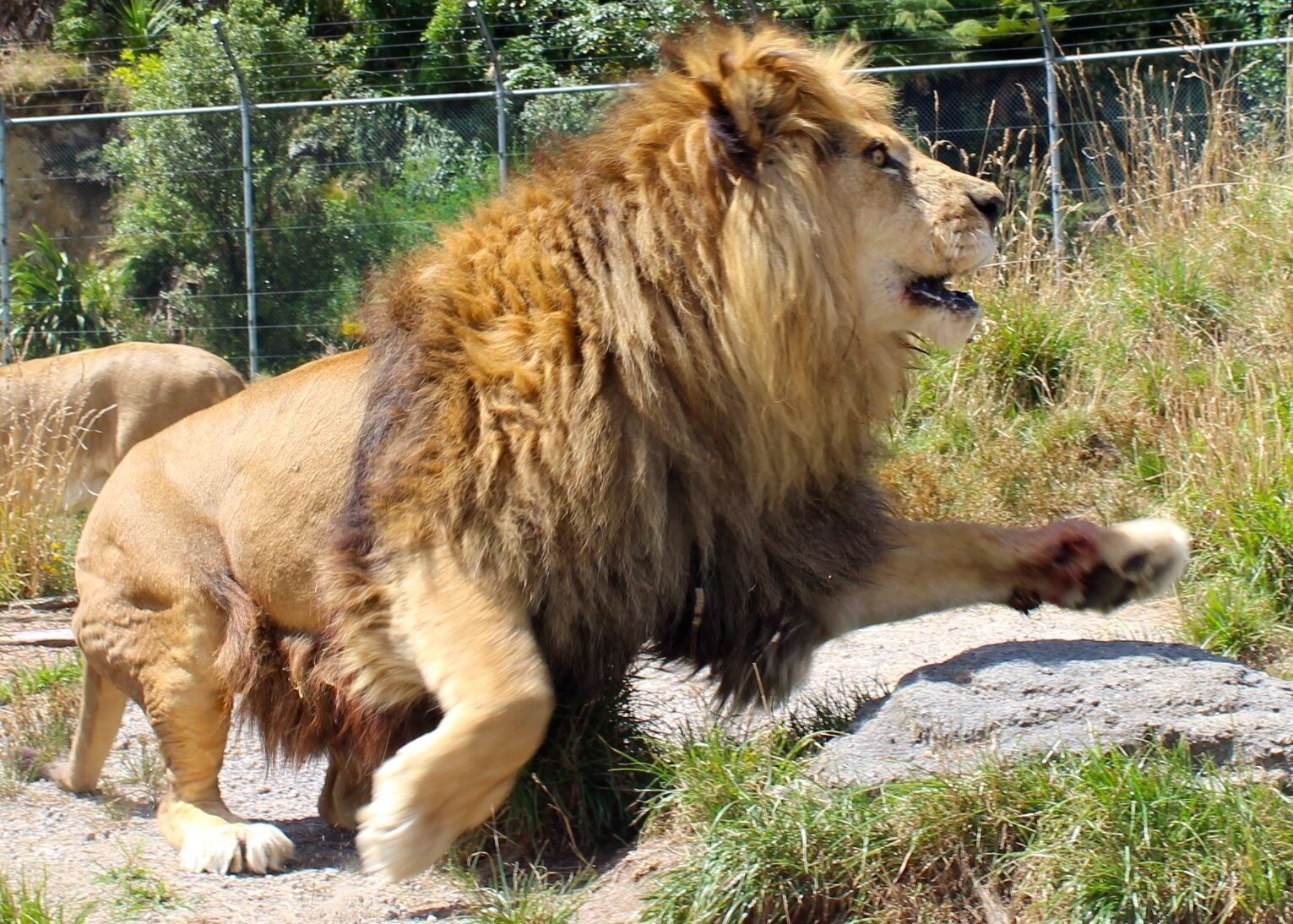 Feeding time at the zoo 🐯🍗🍖🍴