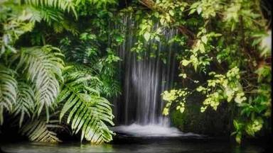 little waterfall in the Lion park at patadise valley springs