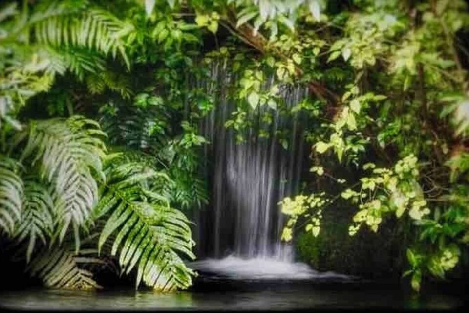 Una cascada envoltada d'una vegetació verda i exuberant.