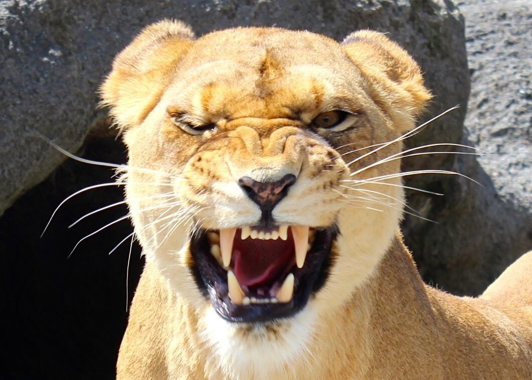 A must do and a short drive from Rotorua 🐅🐟🐐