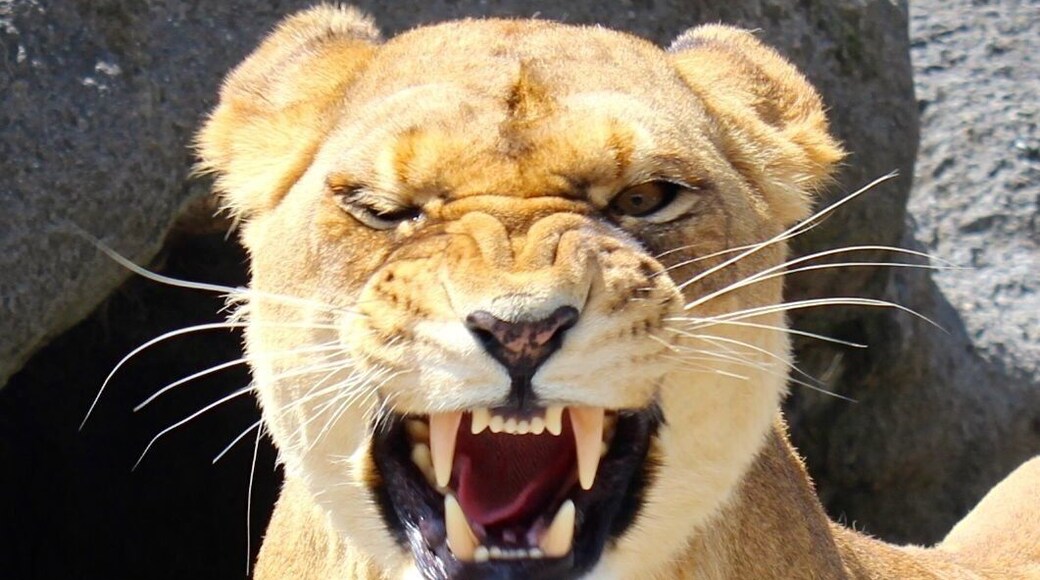 A must do and a short drive from Rotorua 🐅🐟🐐